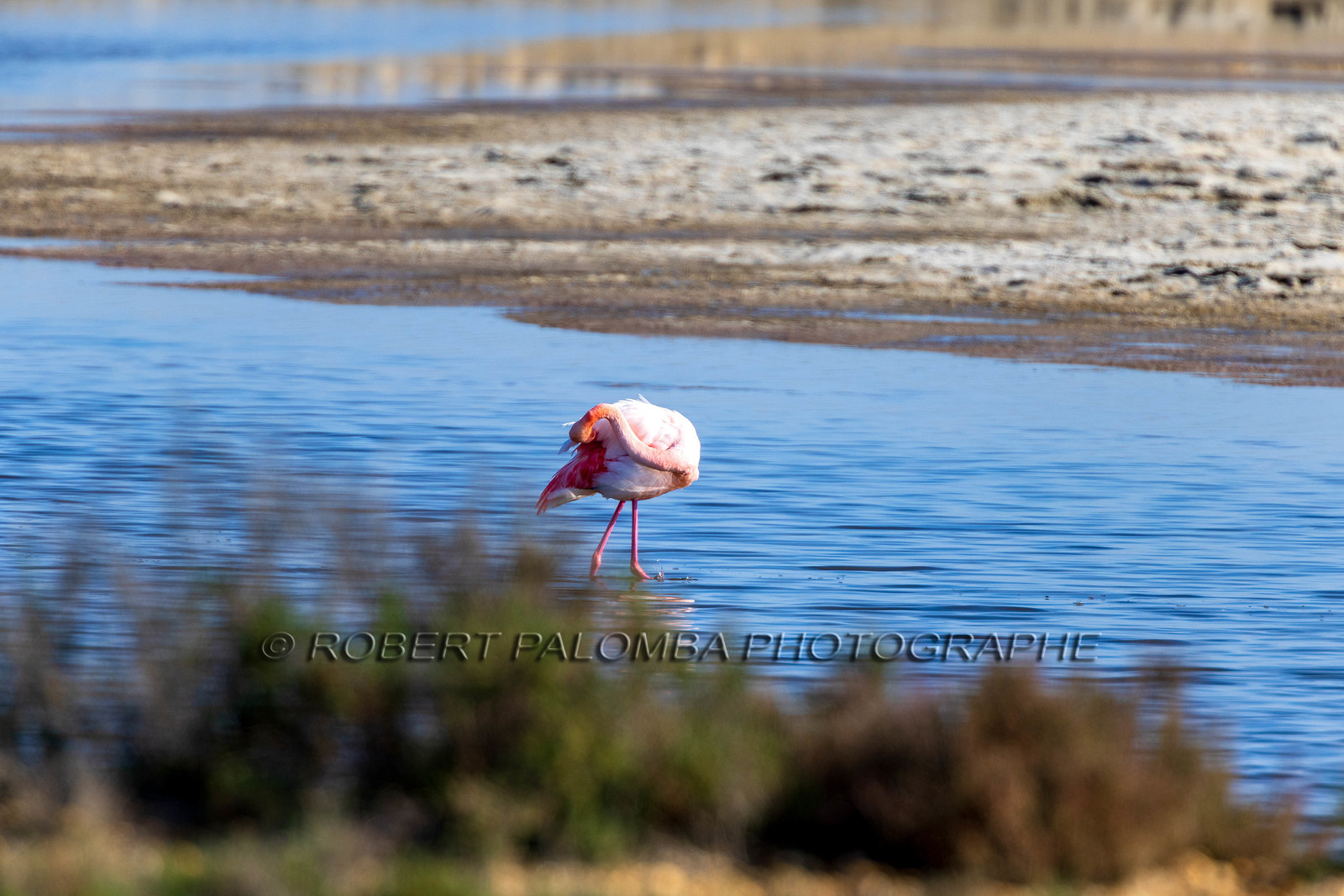 Flamant rose