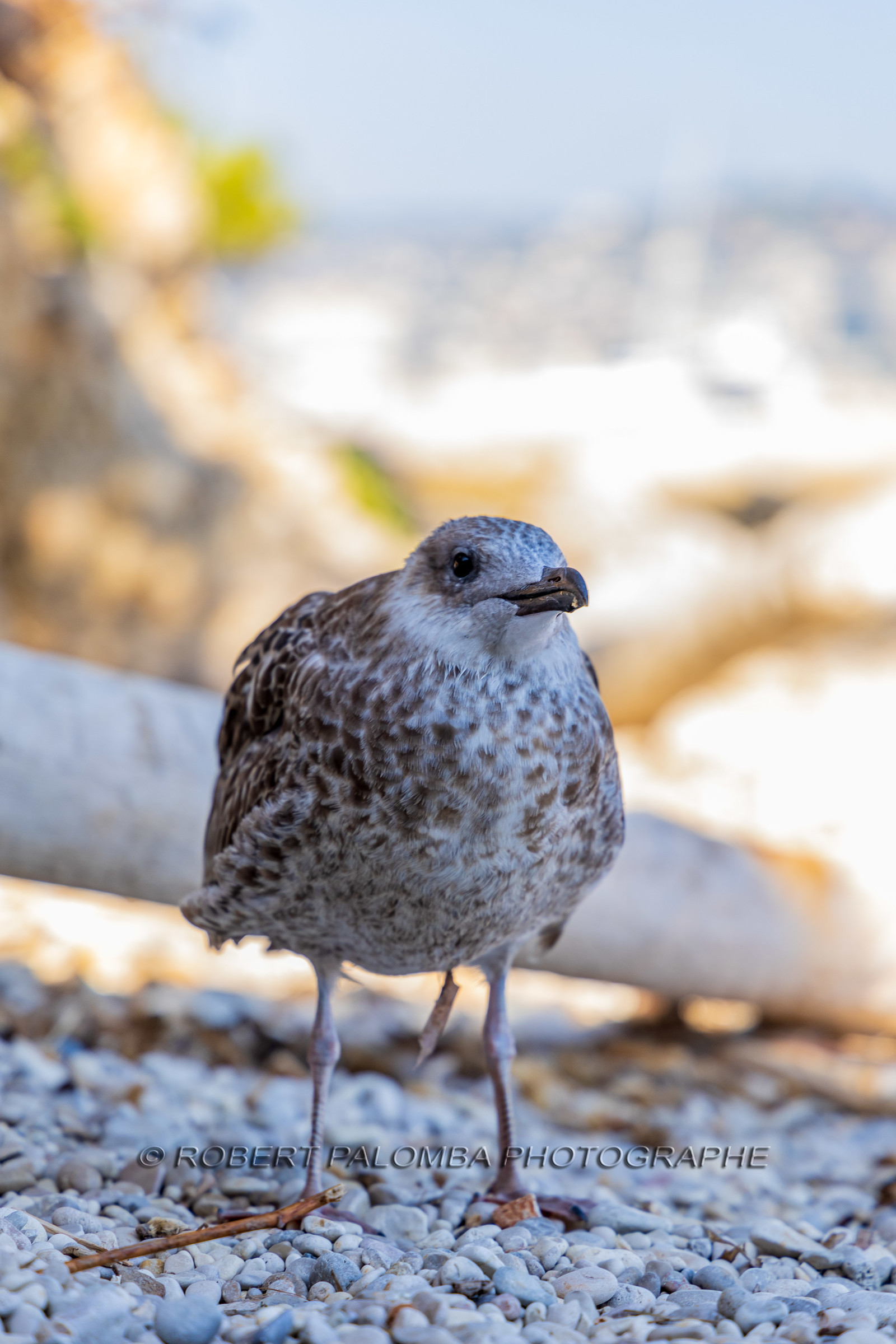 Lérins Sainte-Marguerite 2023