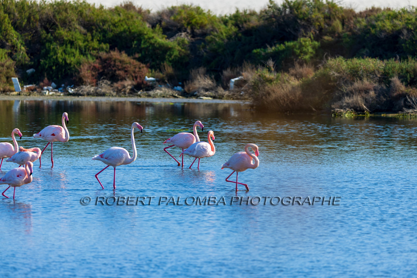 Flamant rose
