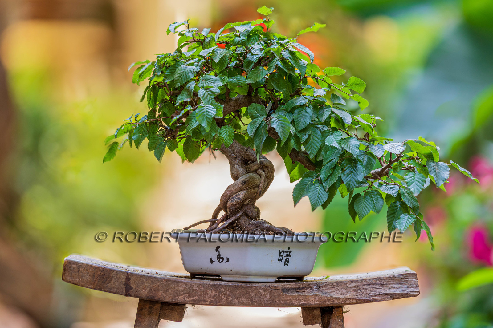 Bonsai Center