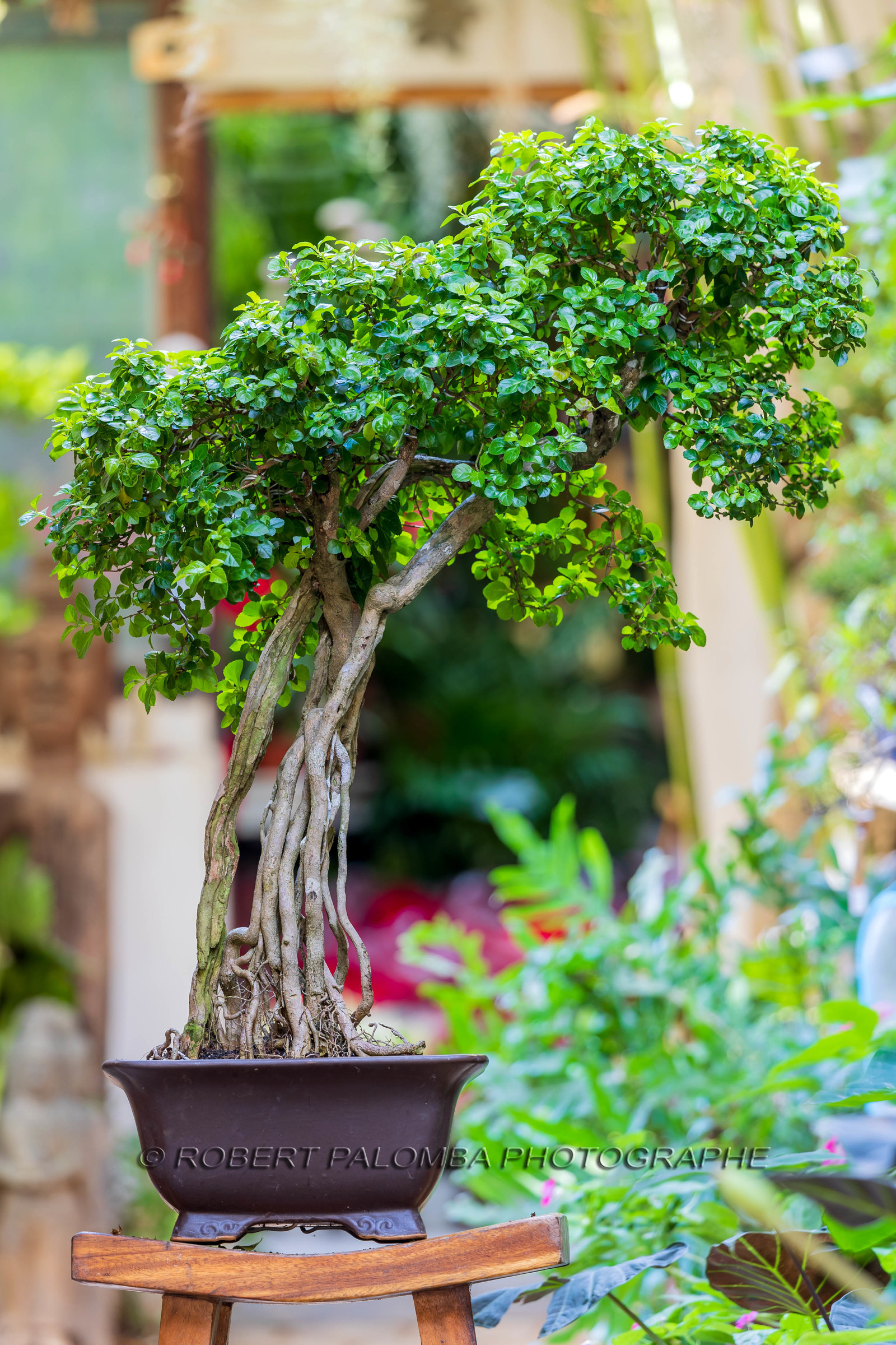 Bonsai Center