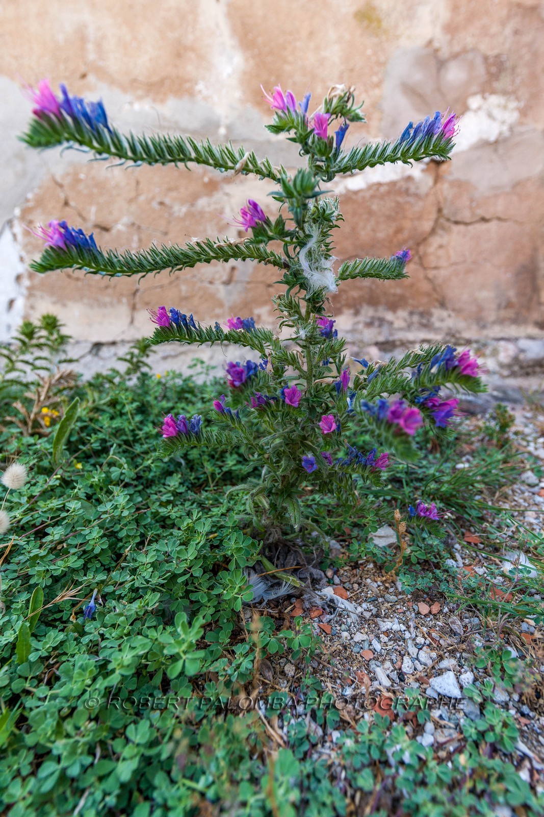 Six-Fours-les-Plages