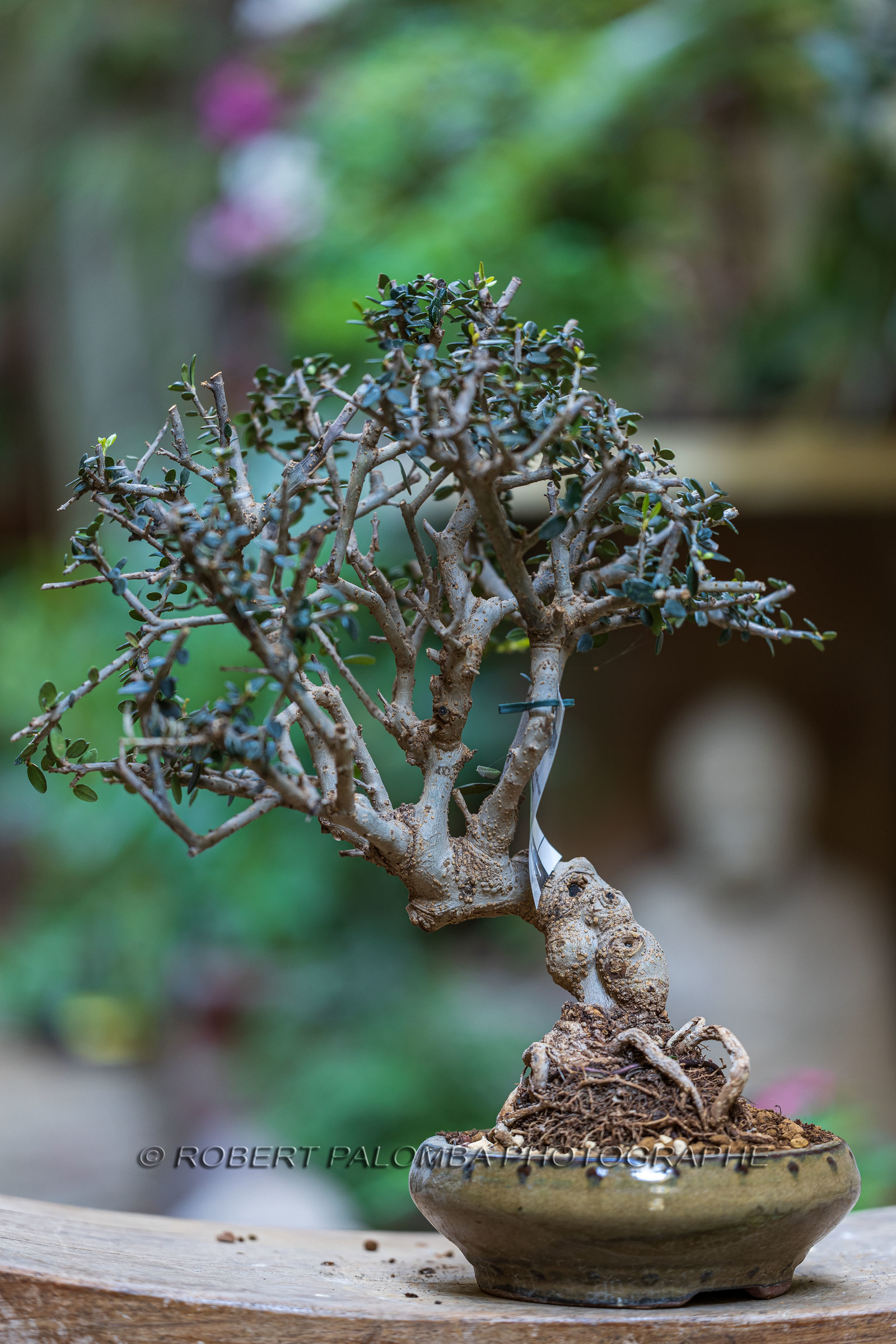 Bonsai