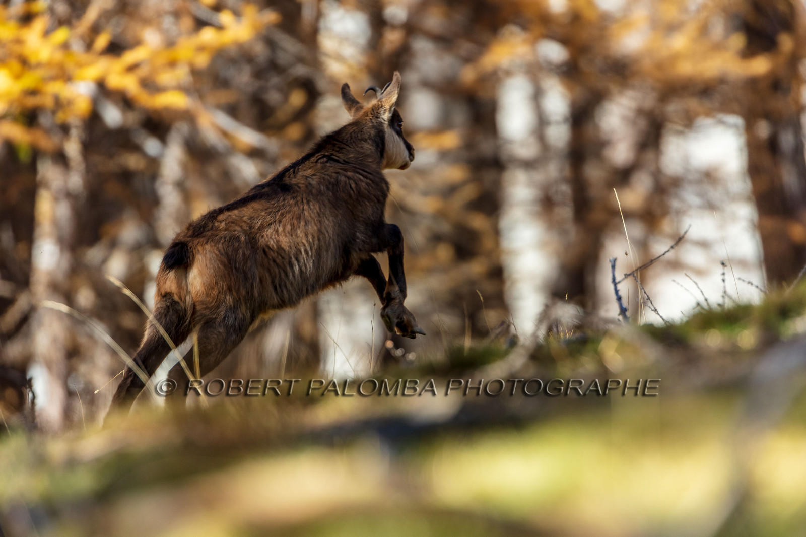 Chamois, Rupicapra rupicapra