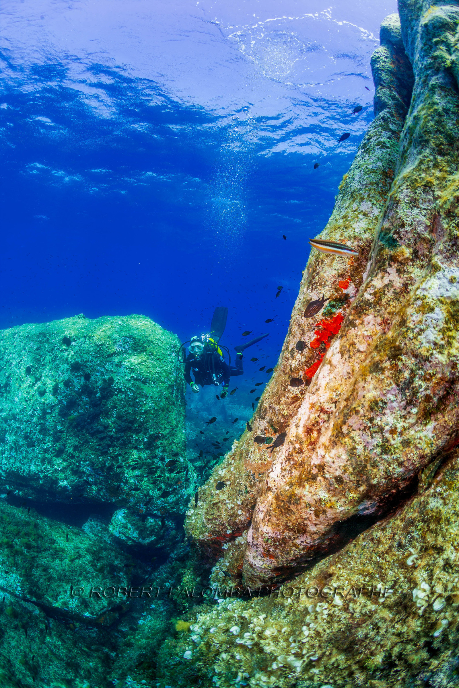Plongée-sous-marine