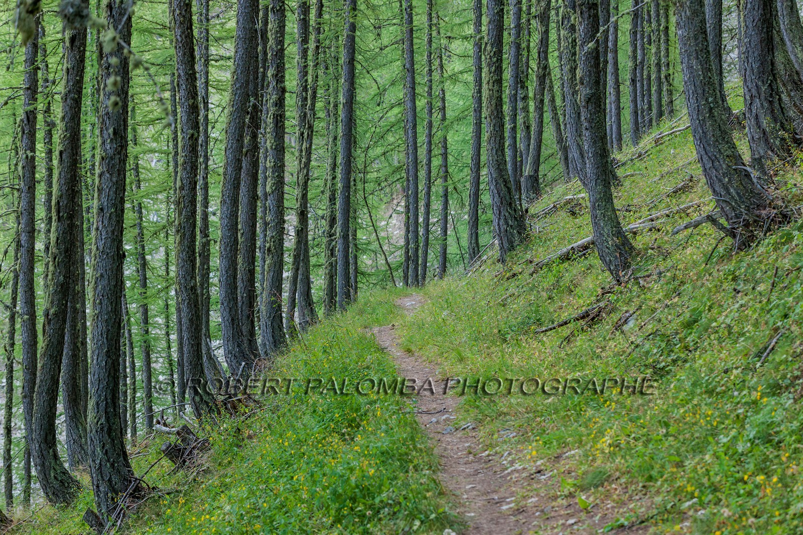 Rando Vtt Lacs de Lignin
