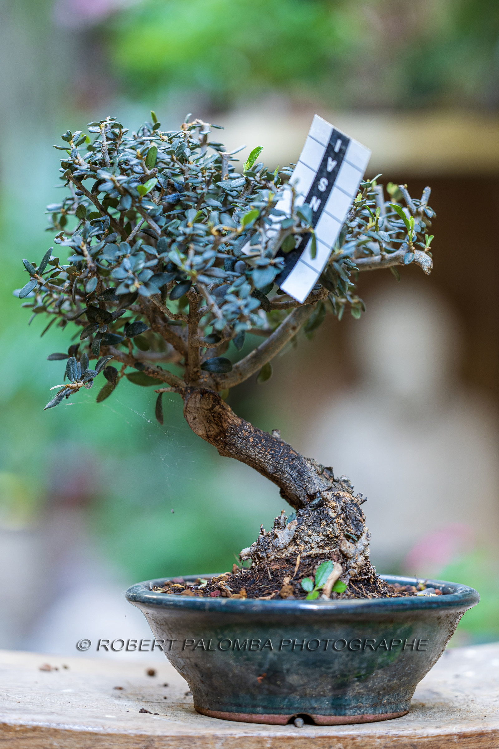 Bonsai